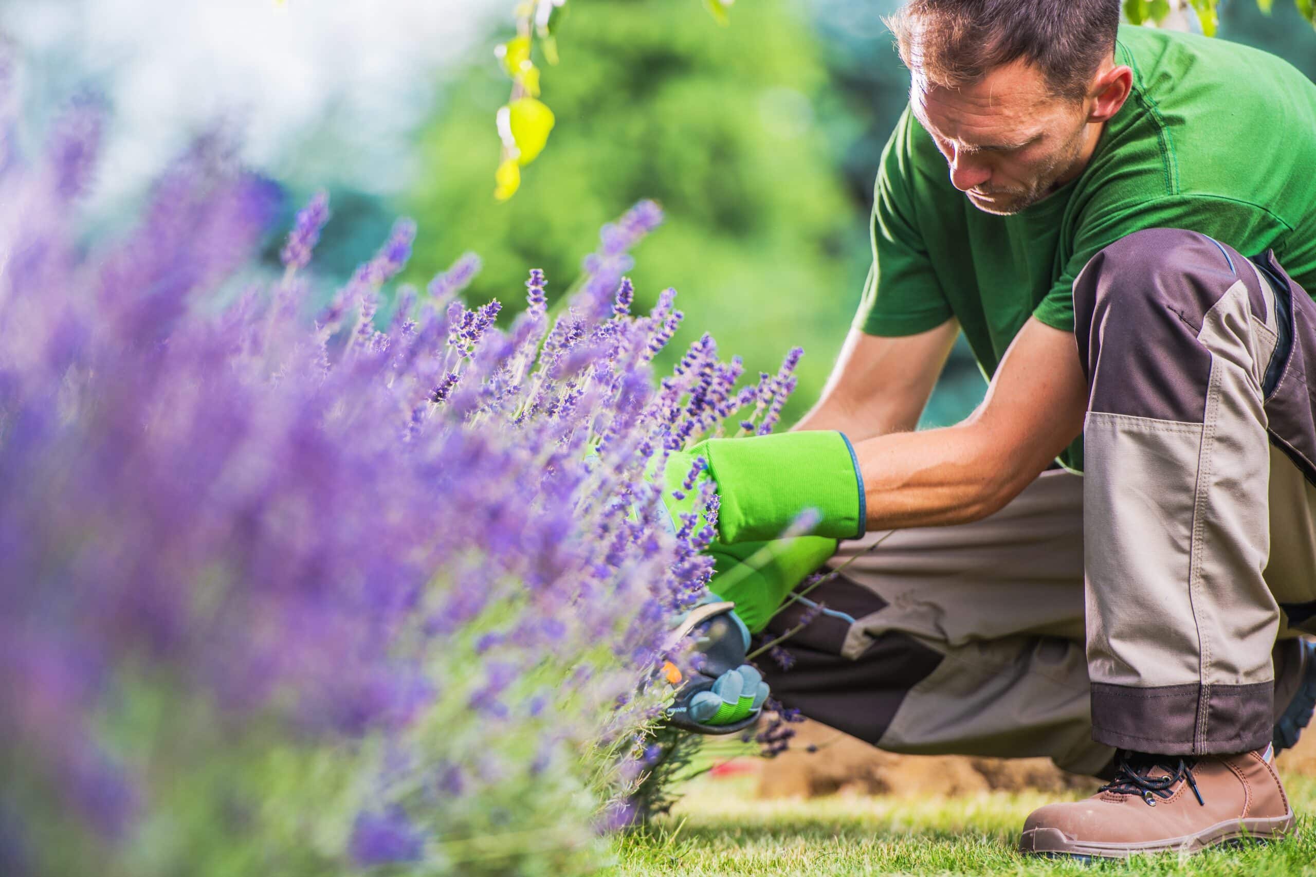 Our services 9 | Caring for Flower Beds scaled