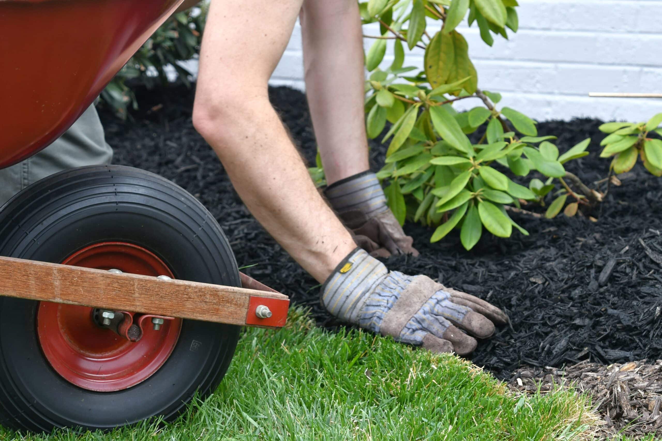 Our services 10 | man doing yard work spreading mulch around landsc 2022 11 14 03 31 46 utc scaled