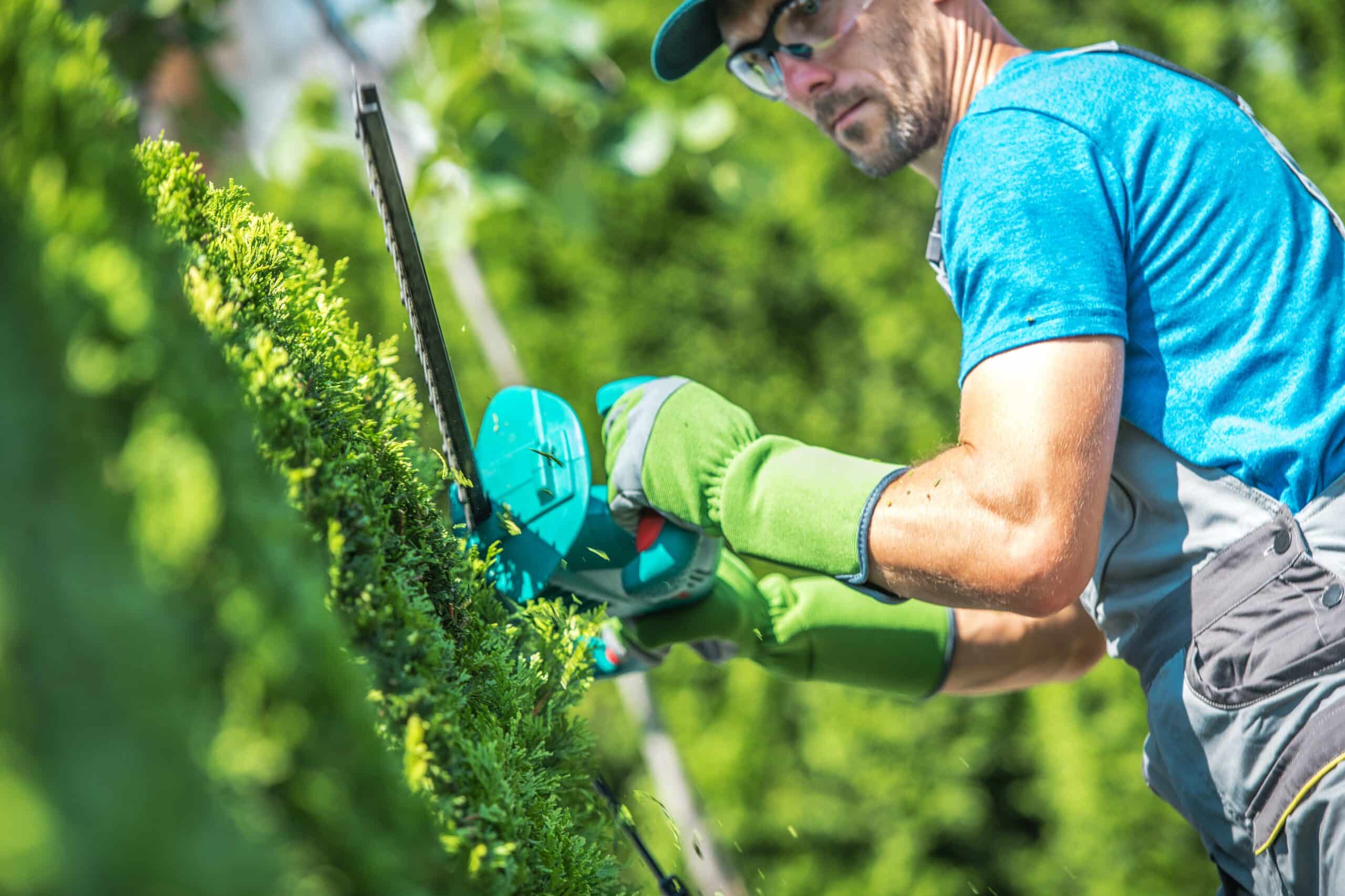 proper shrub and hedge trimming prevents diseases in plants