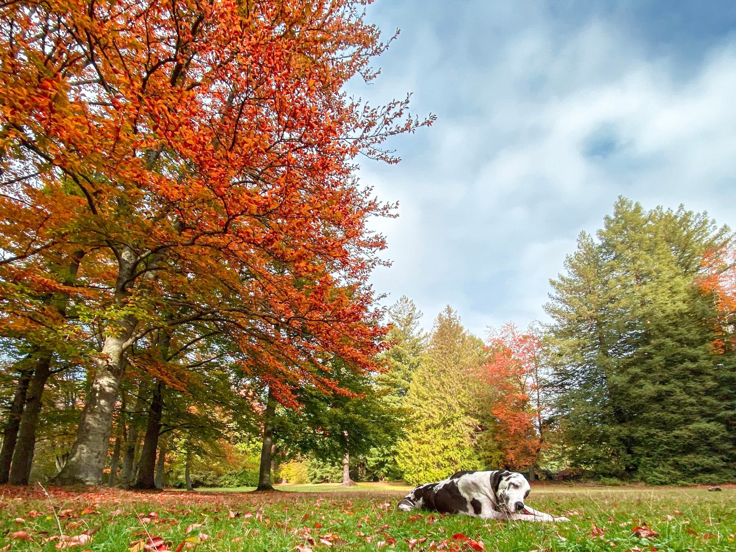 Leaf Cleanup 6 | dog chewing a stick laying on lawn under autumn le 2022 11 14 06 49 17 utc scaled