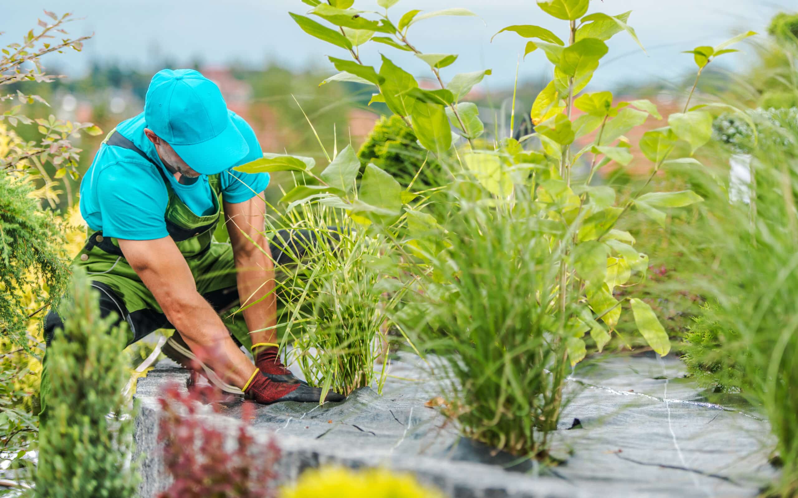 proper weed control requires proper maintenance