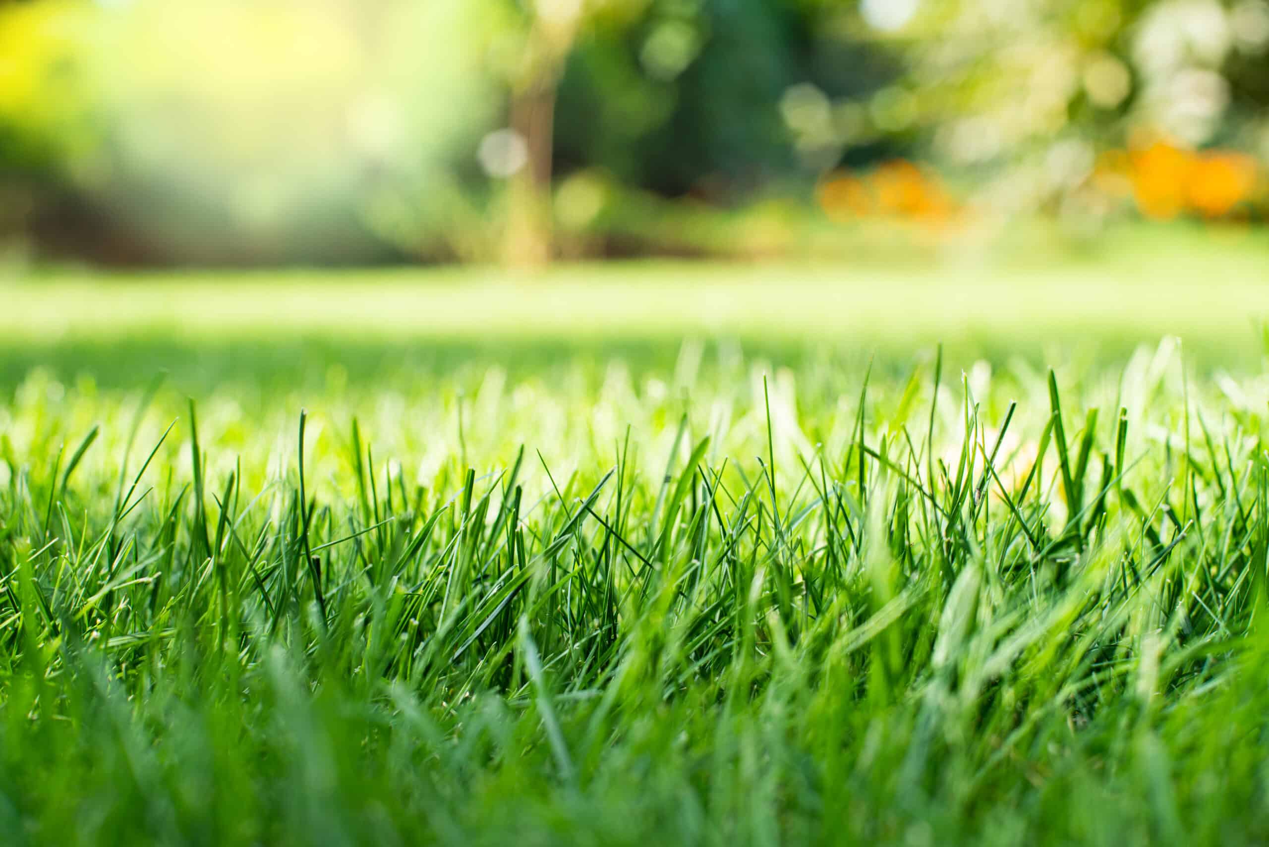 winter rye provides a thicker turf