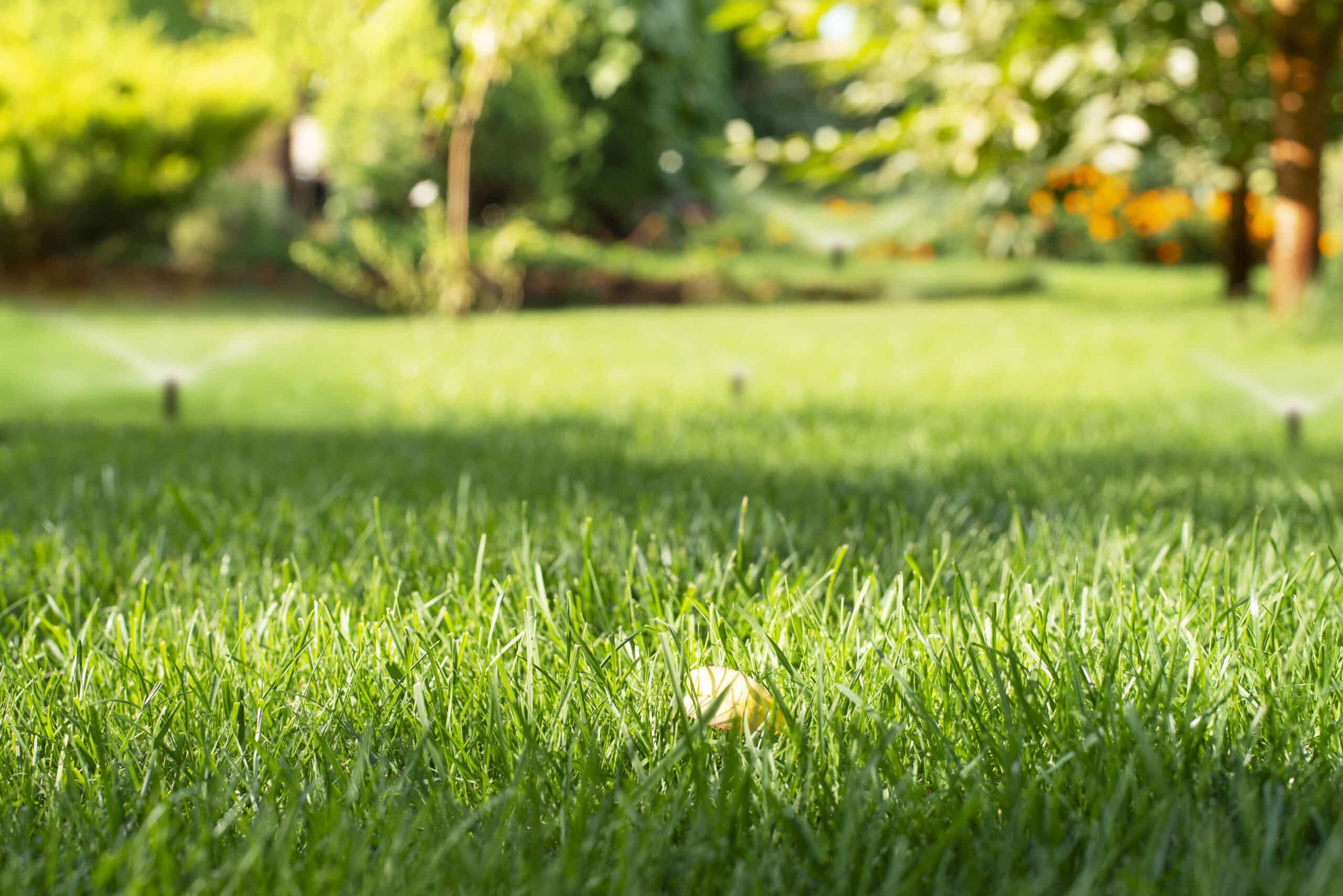 Irrigation Installation 6 | mowed green backyard grass with sprinkler system 2022 01 17 16 31 43 utc scaled