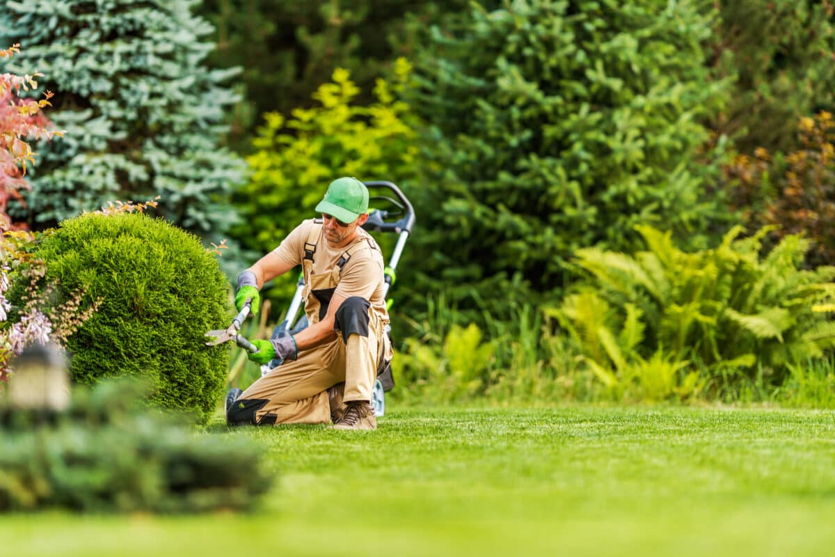 Shrub & Hedge Trimming 6 | landscape gardening professional shaping shrub 2023 03 13 23 35 11 utc 1200x800 2